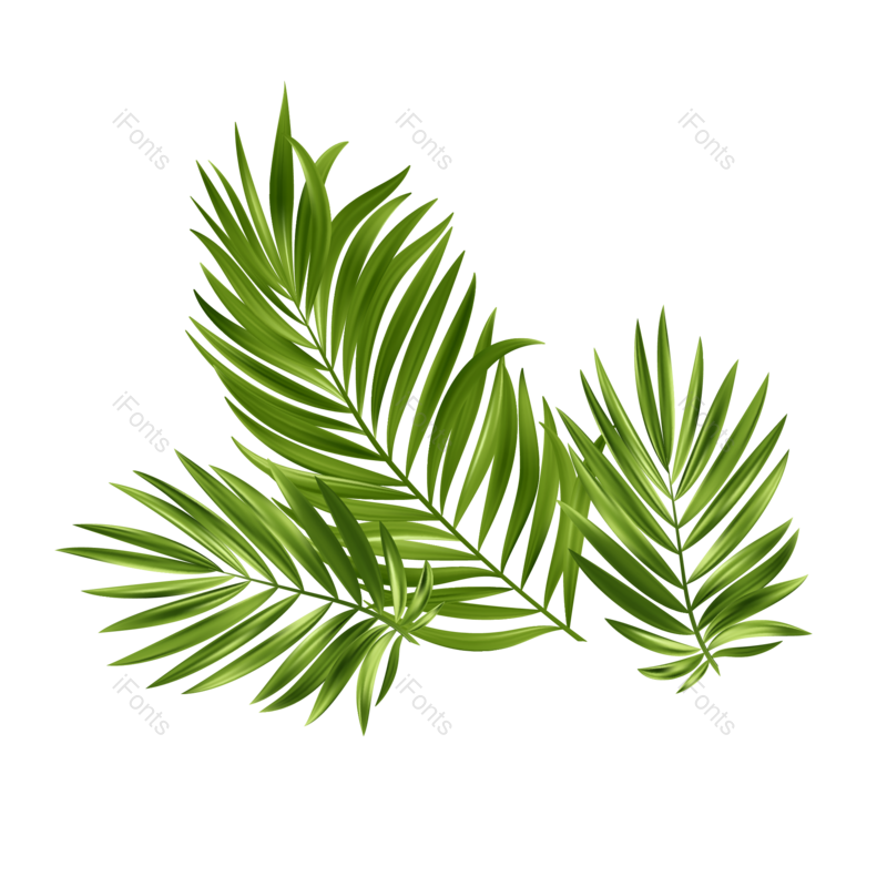 叶子图片,夏天元素,绿叶PNG,花草免抠素材